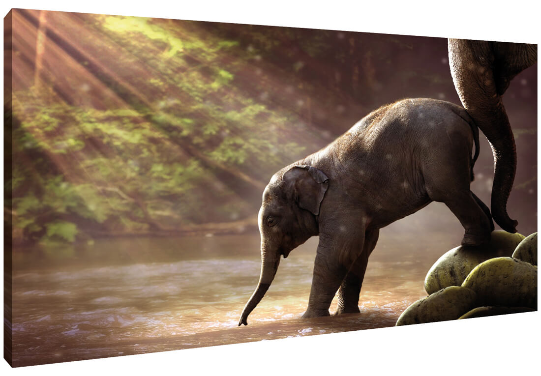 Akustikbild mit Elefantenbaby Fotoaufdruck